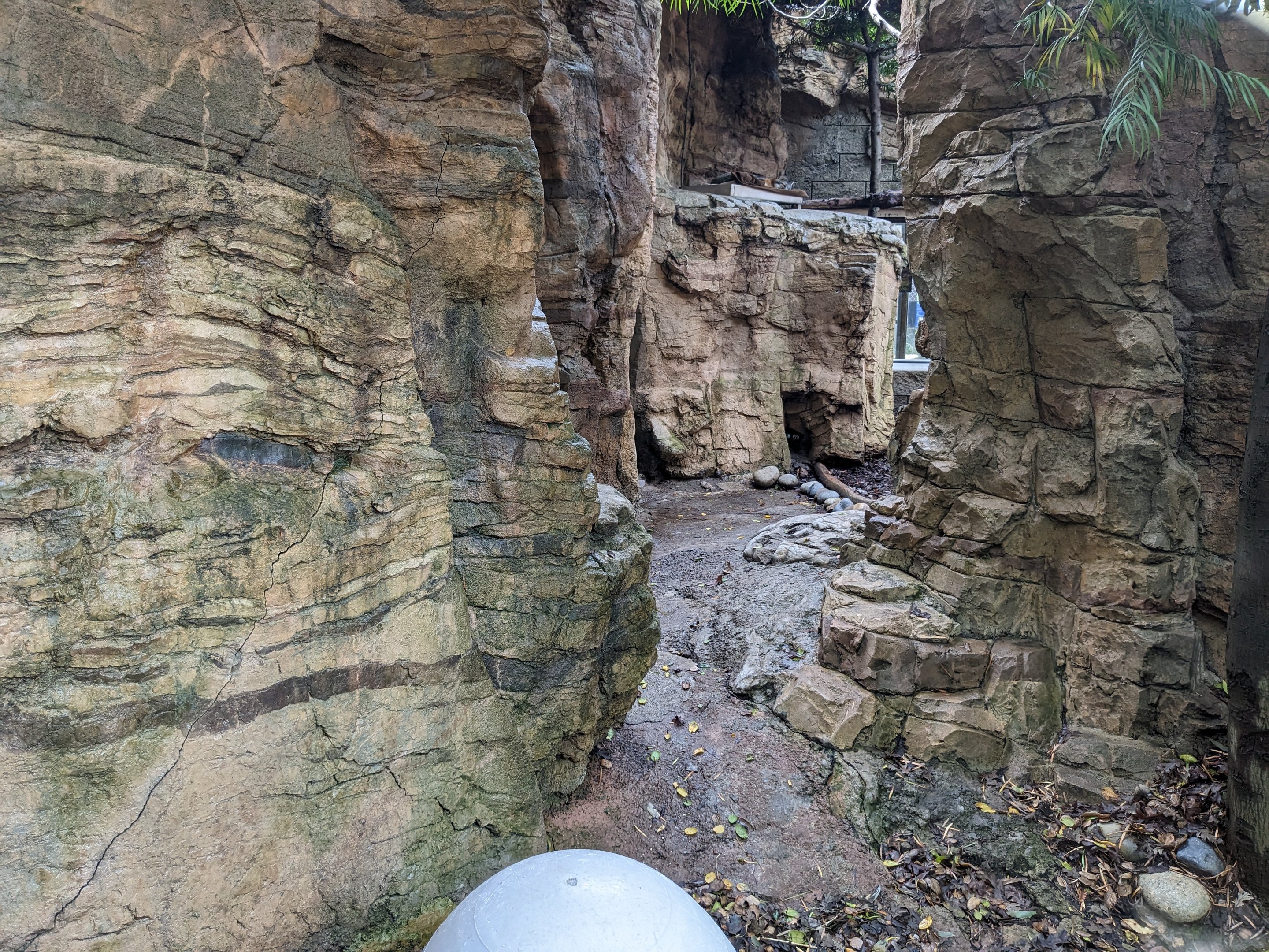 Gray Fox from exterior