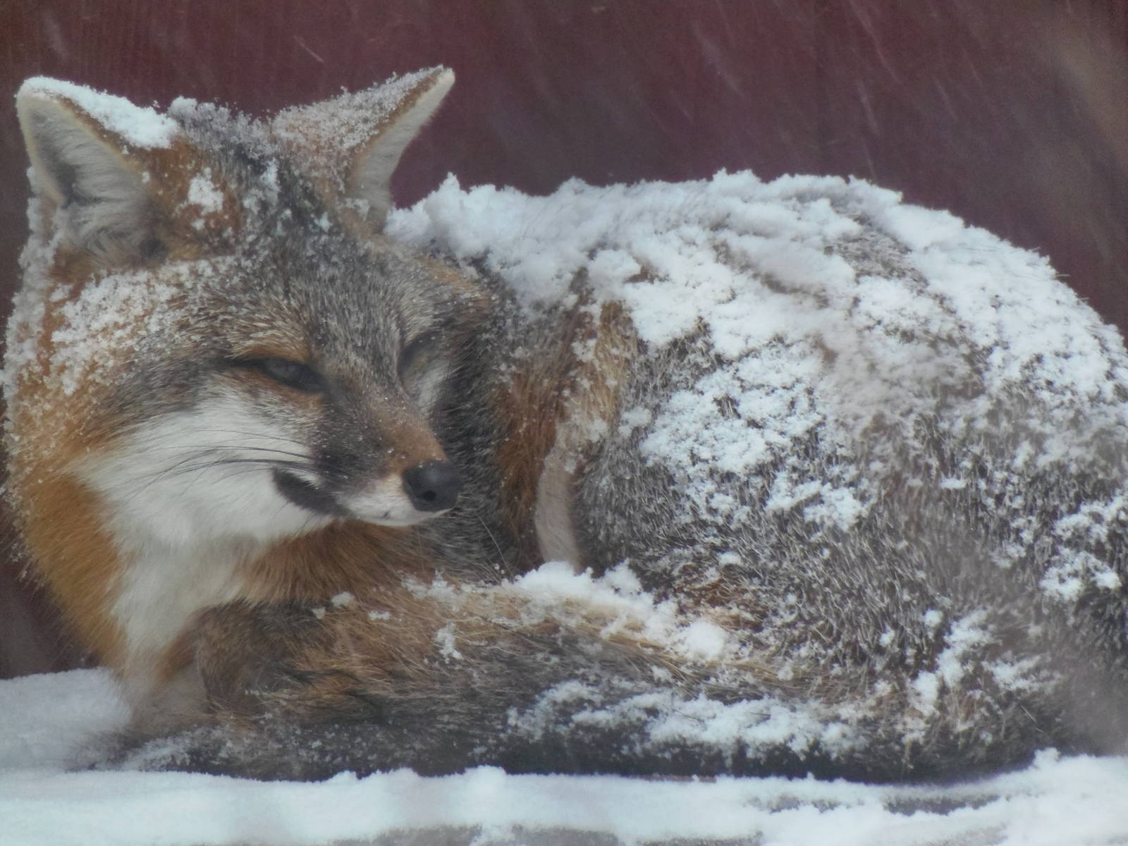 Gray Fox in Snowstorm