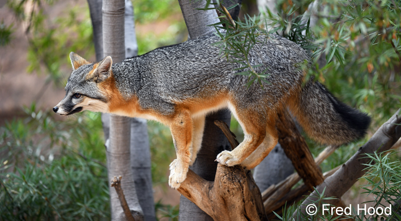 gray fox in tree