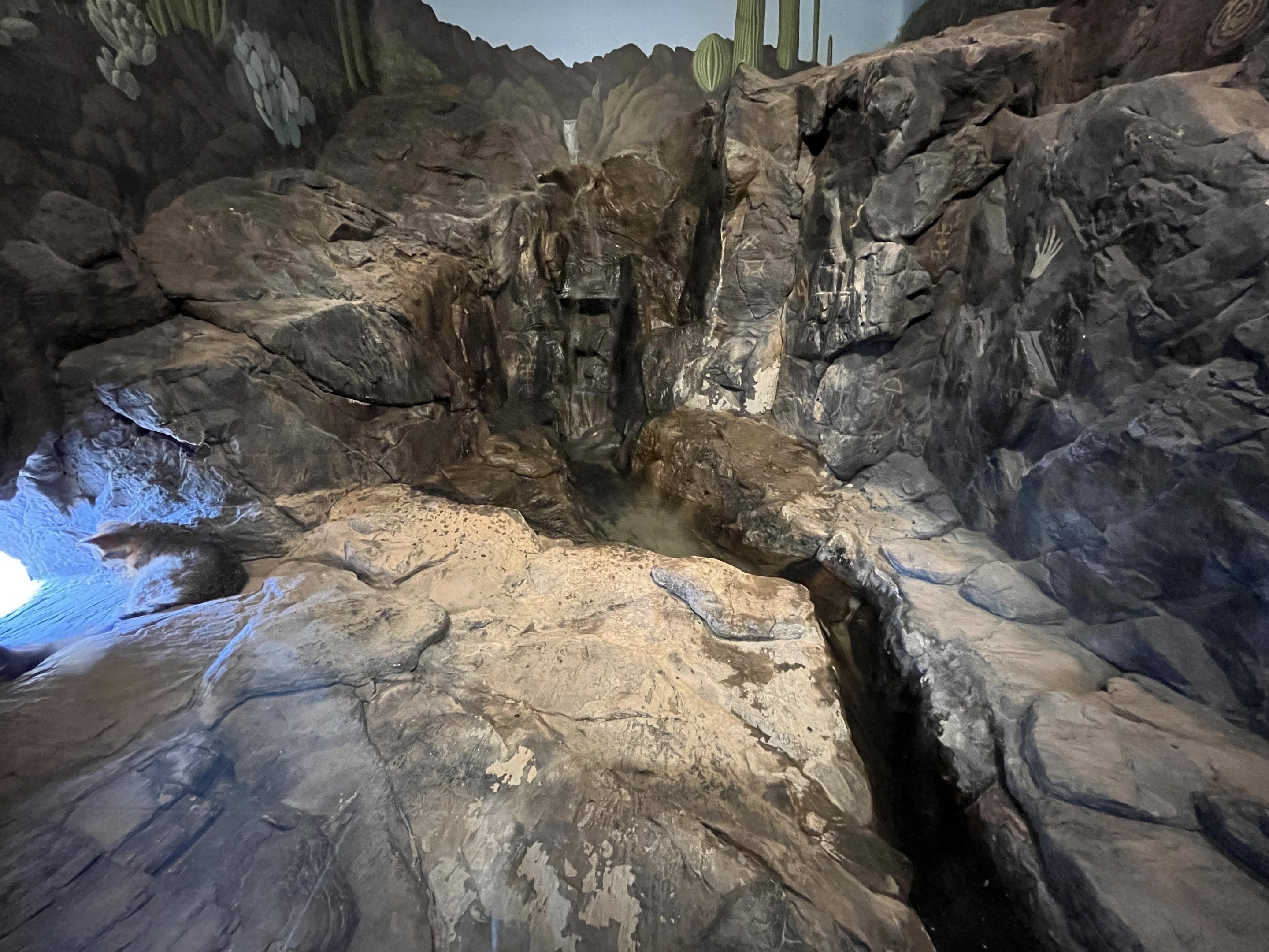 Gray Fox Indoor Exhibit