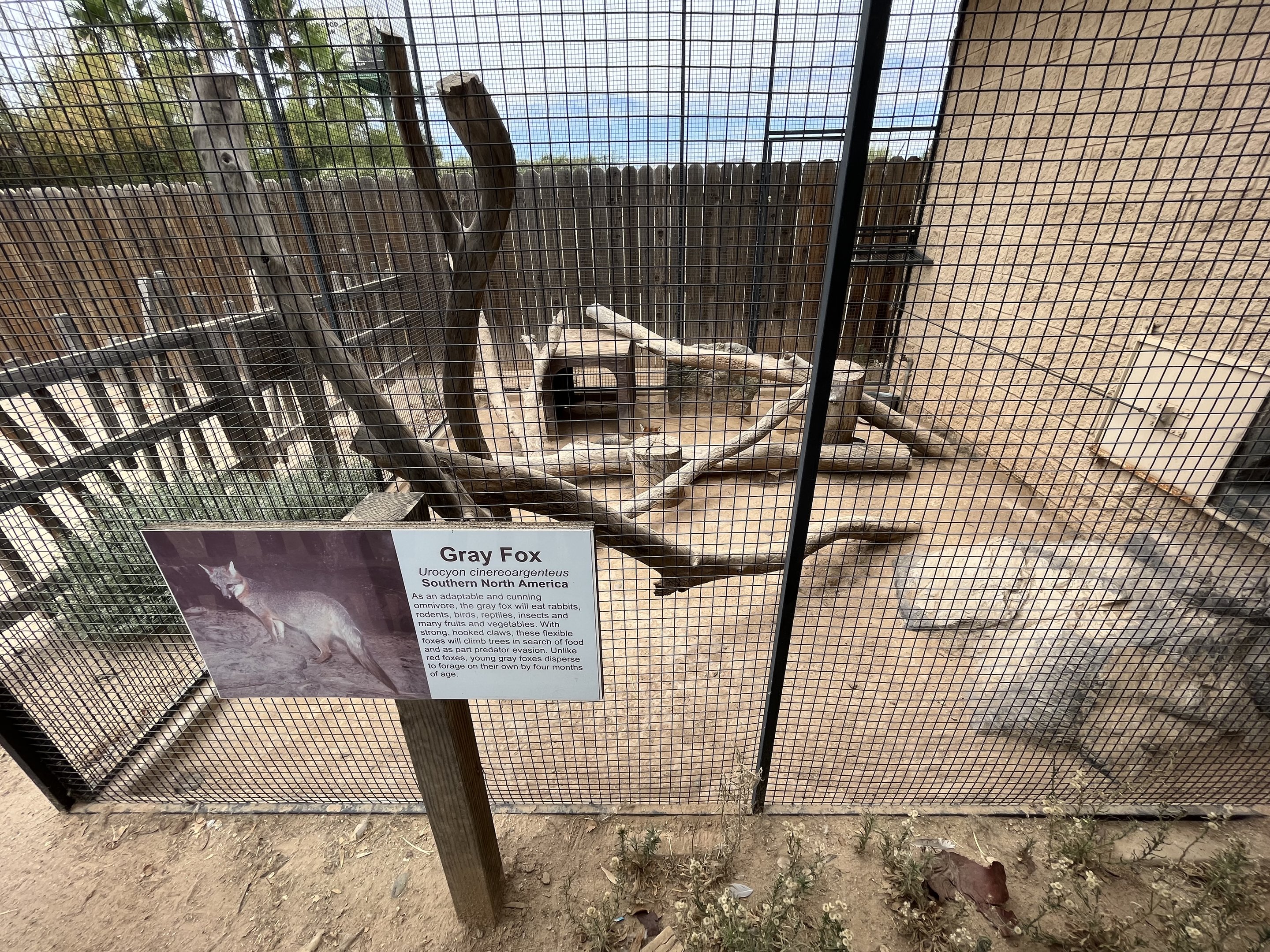 Gray Fox Outdoor Exhibit