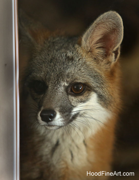 gray fox portrait