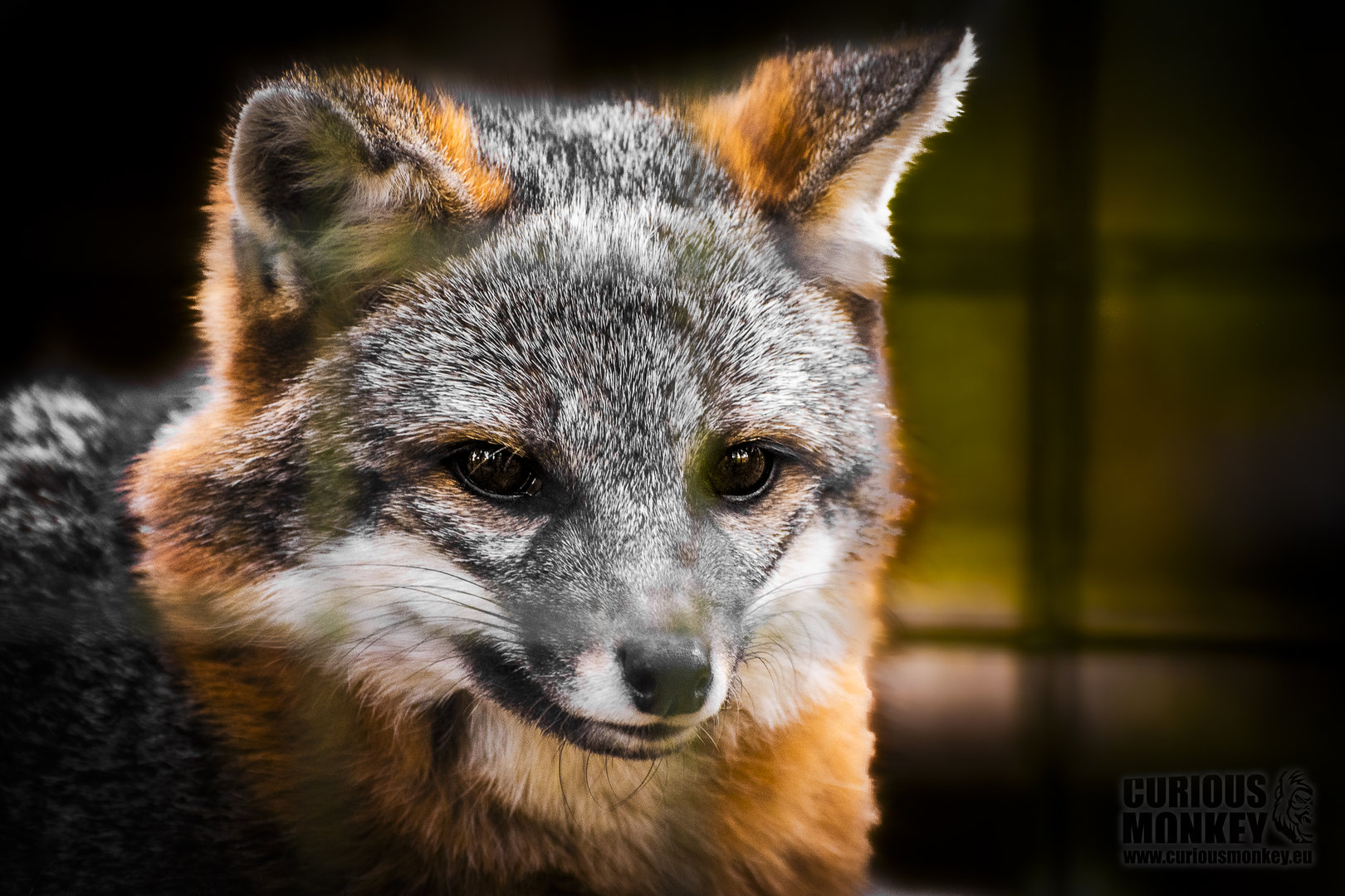 Gray Fox (urocyon cinereoargenteus) 10/19