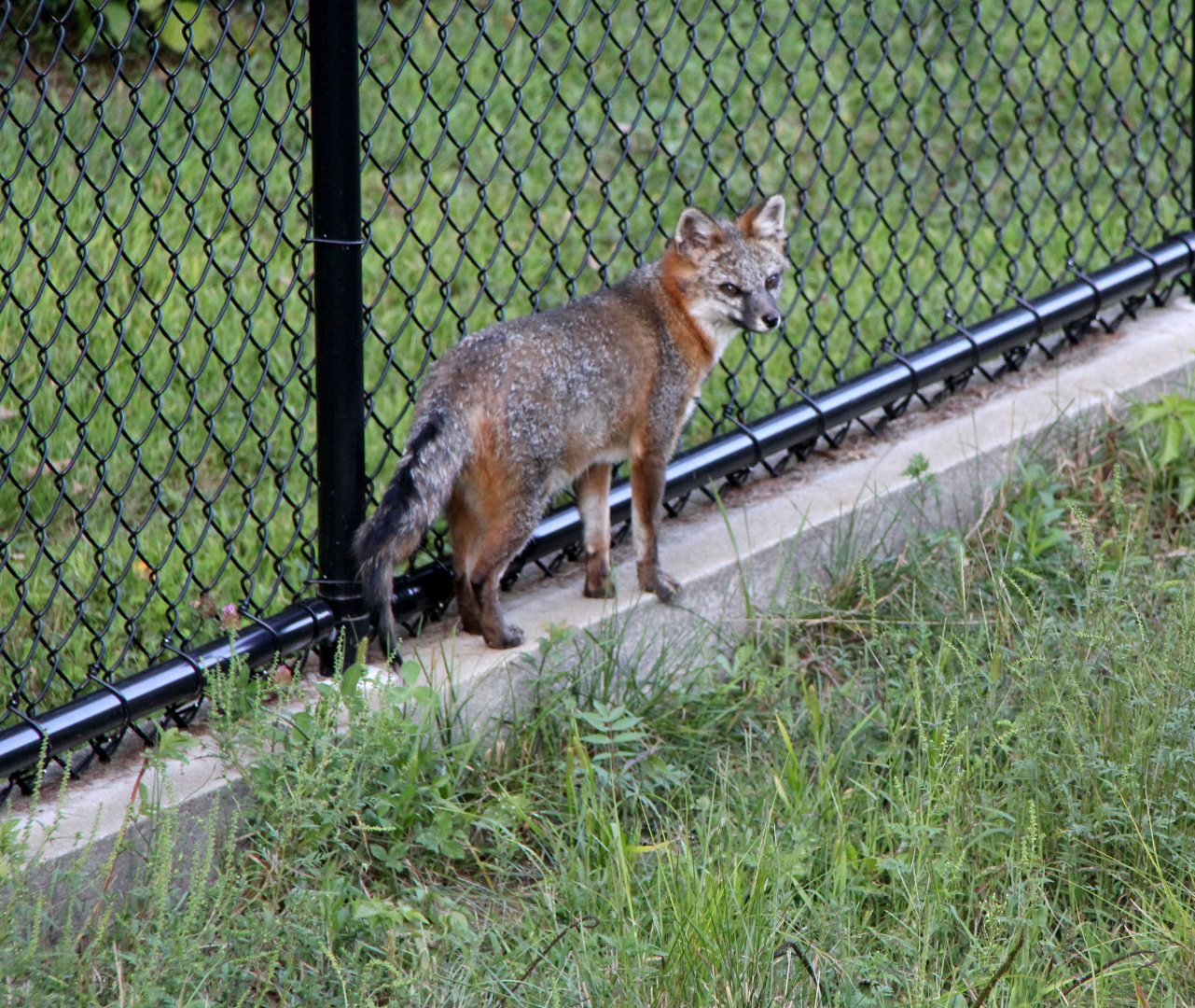 Gray Fox (Urocyon cinereoargenteus borealis)