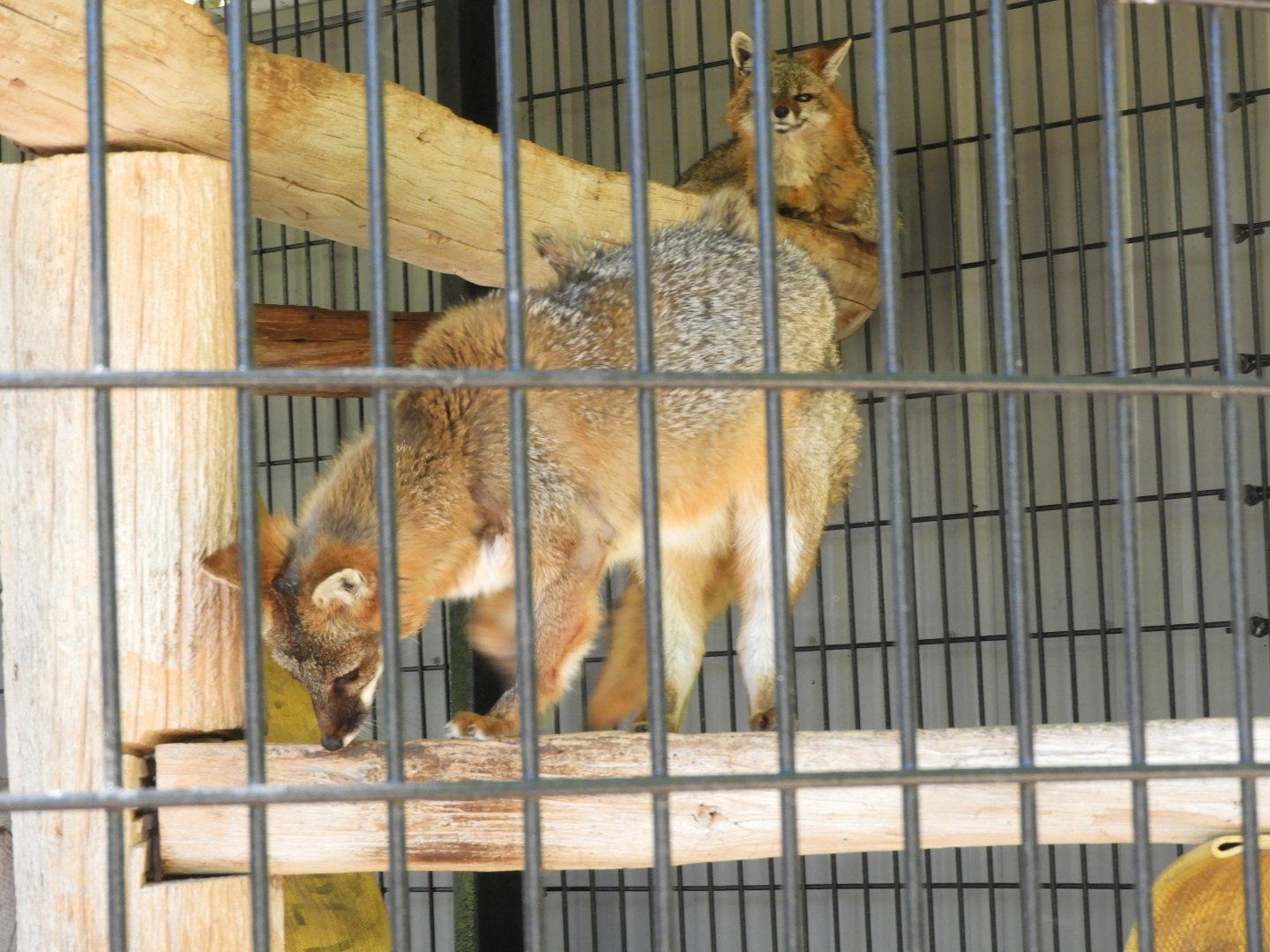 Gray Fox (Urocyon cinereoargenteus) climbing