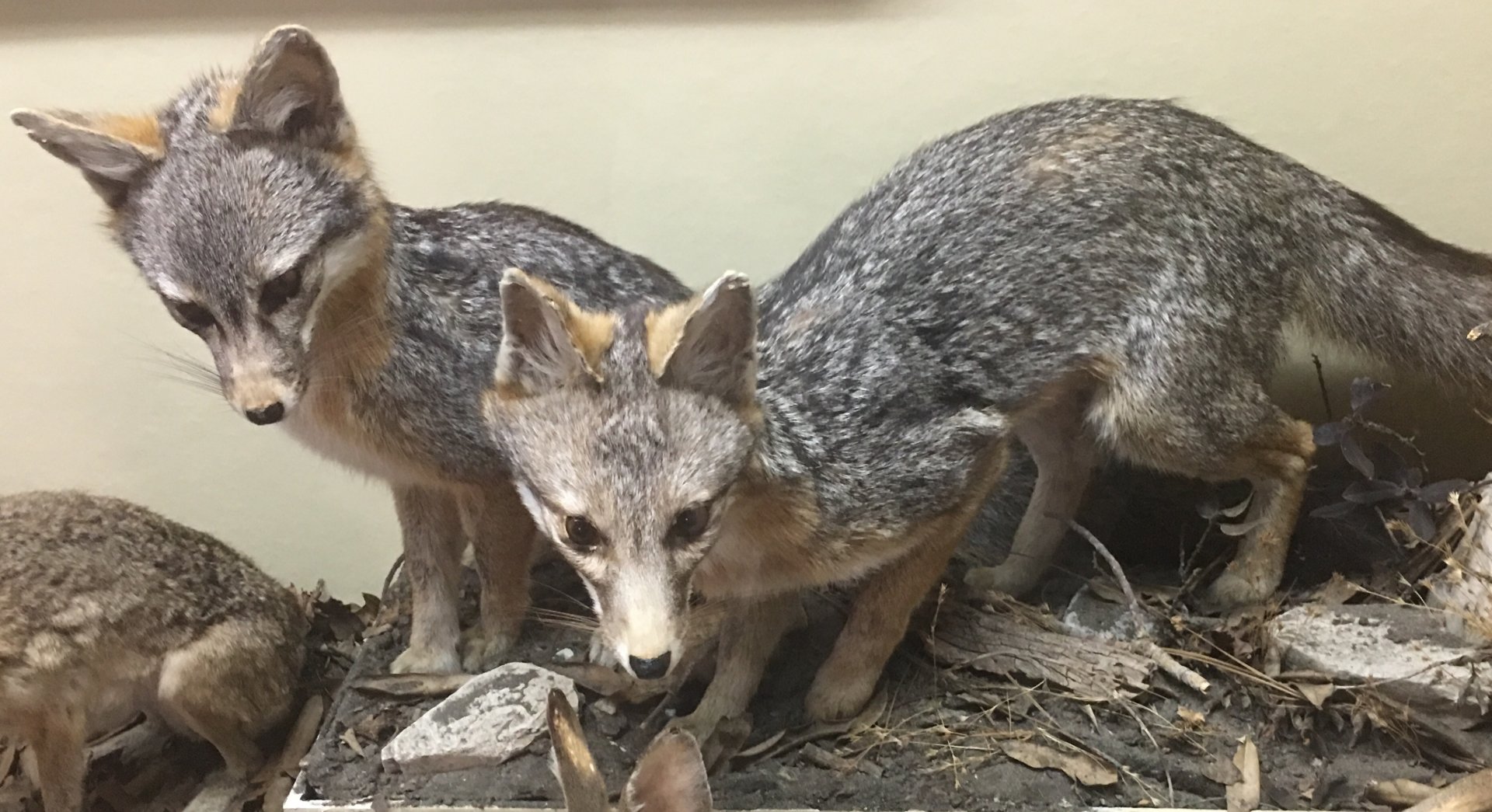 Gray fox (Urocyon cinereoargenteus townsendi)
