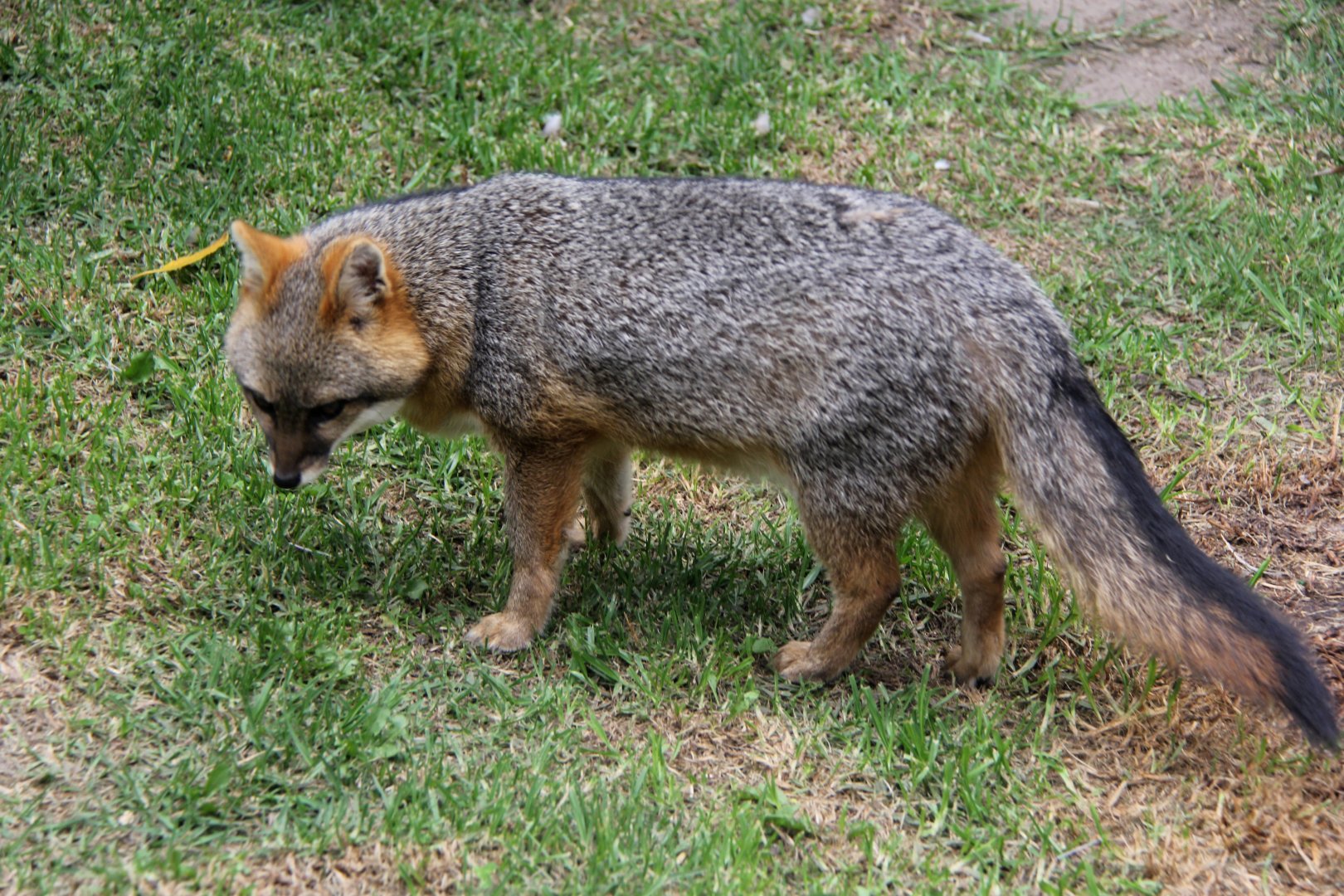 Gray fox (Urocyon cinereoargenteus venezuelae)