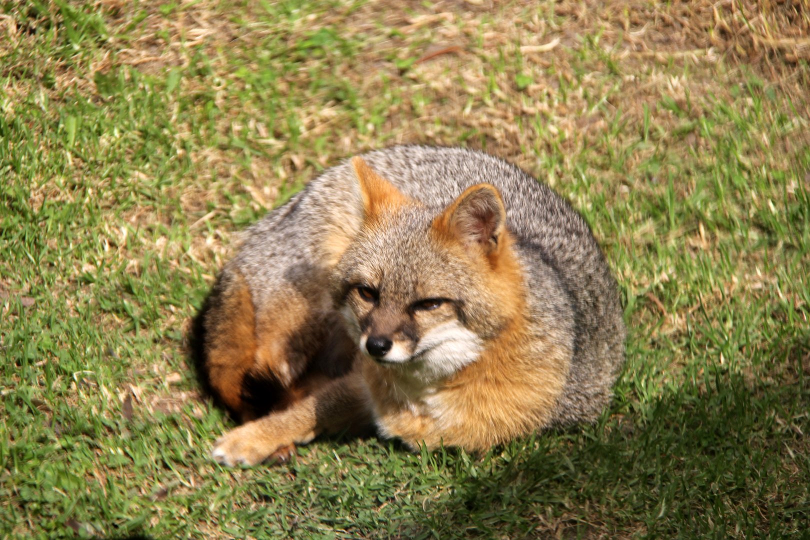 Gray fox (Urocyon cinereoargenteus venezuelae)
