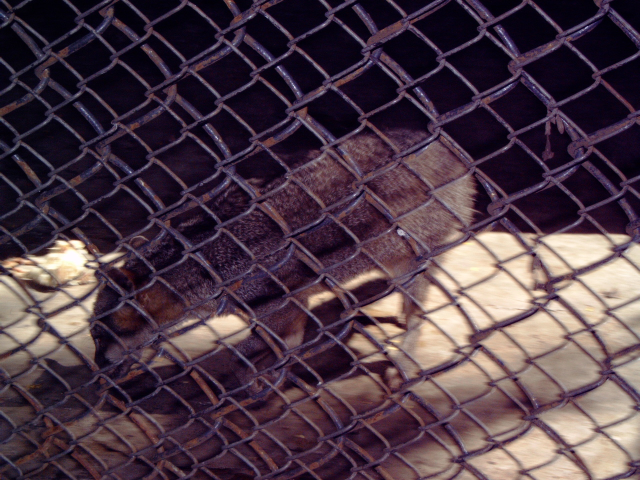 Gray Fox (Urocyon cinereoargenteus)???