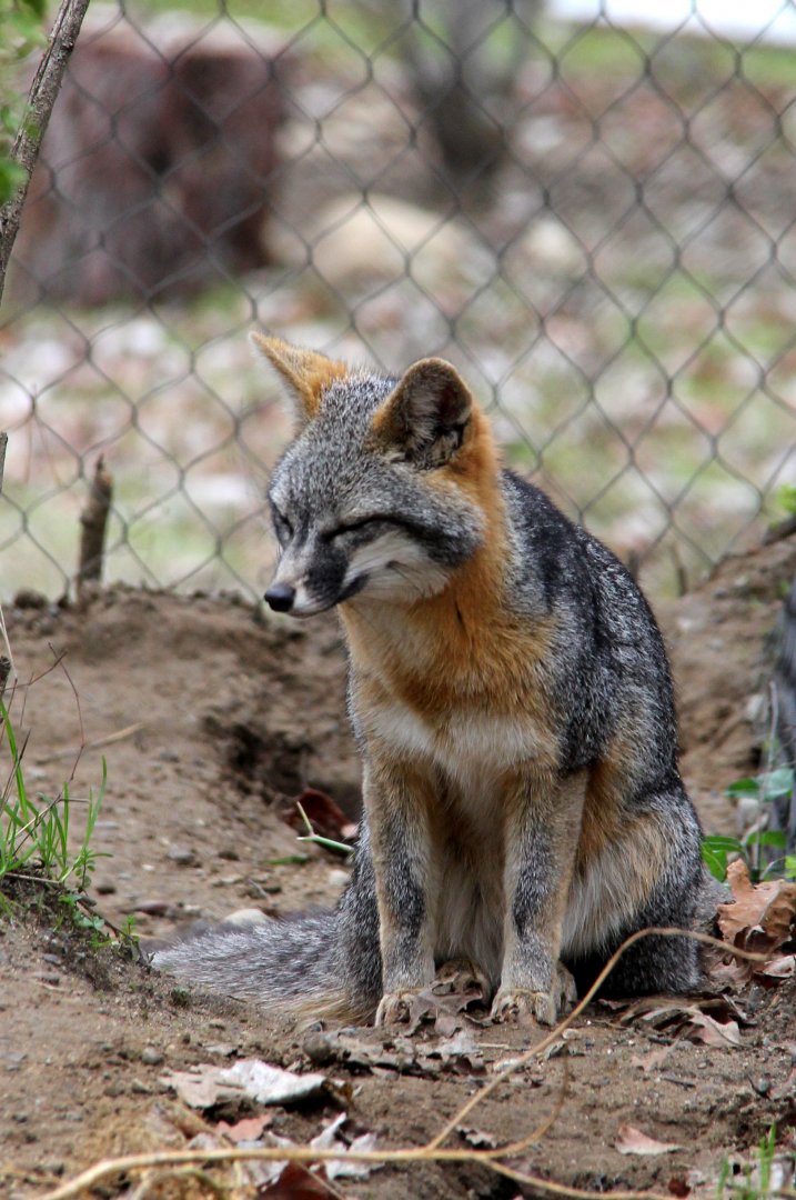 gray fox (Urocyon cinereoargenteus)