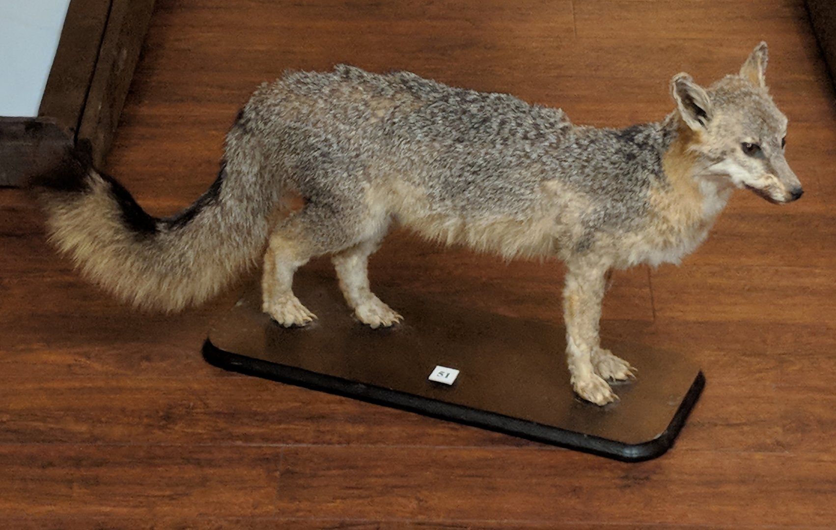 Gray fox (Urocyon cinereoargenteus)