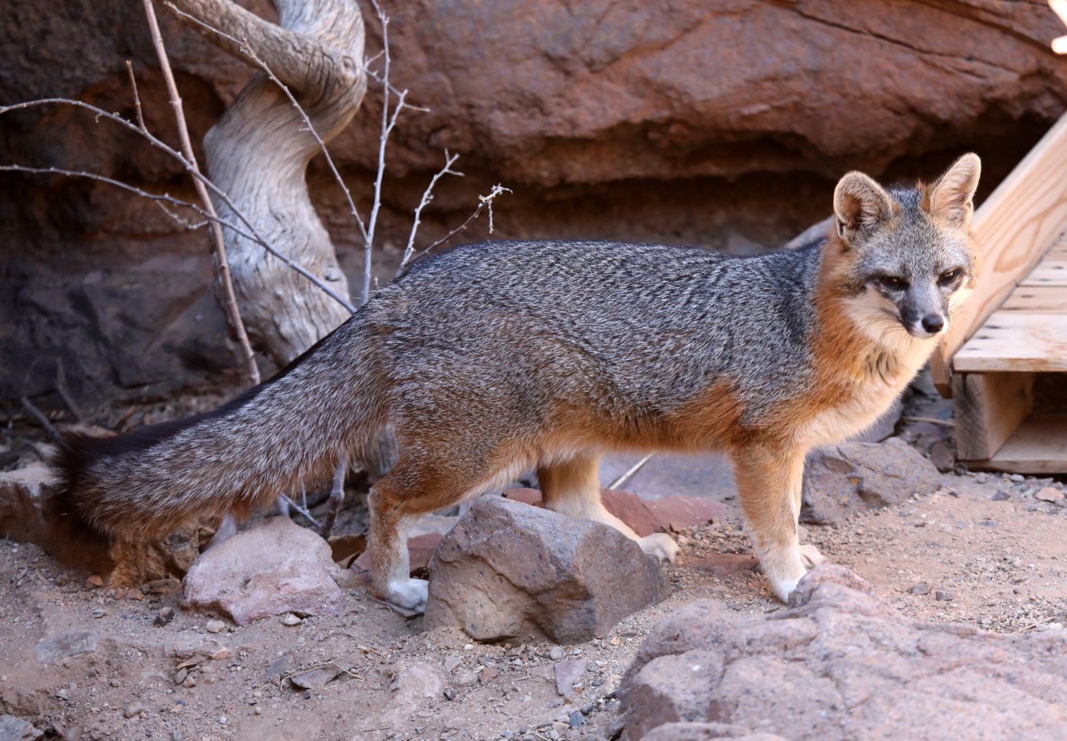 gray fox (Urocyon cinereoargenteus)