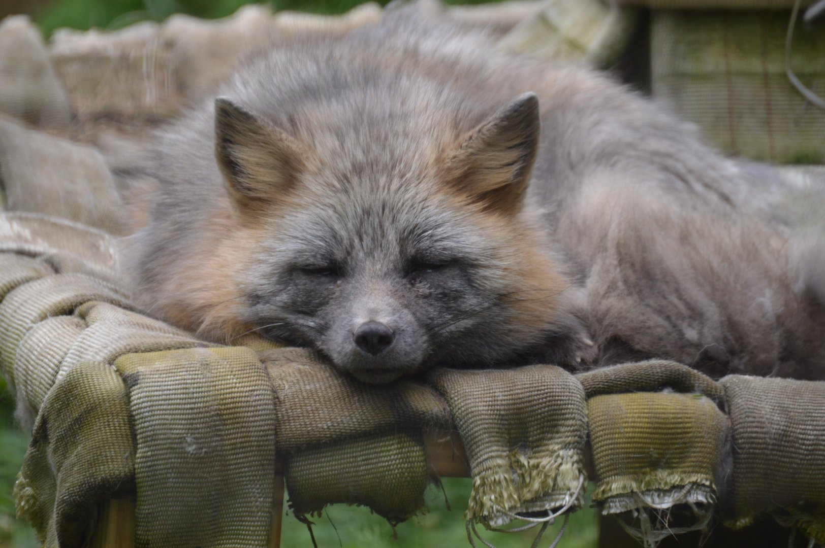 Gray Fox (Urocyon cinereoargenteus)