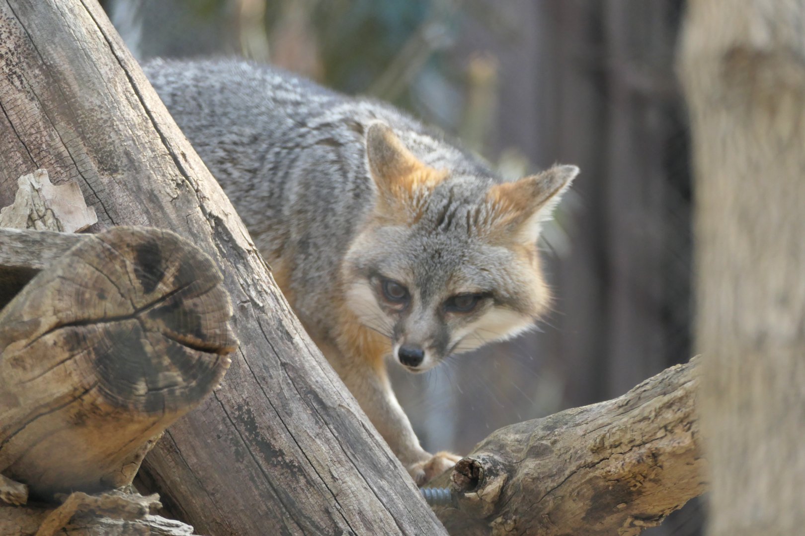 Gray Fox - Urocyon cinereoargenteus