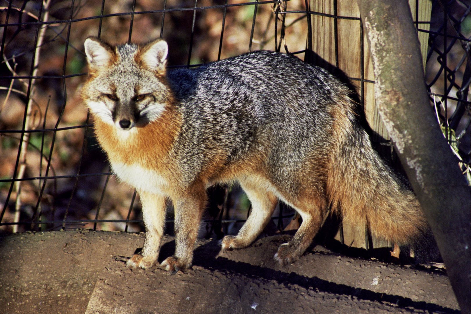 gray fox (Urocyon cinereoargenteus)