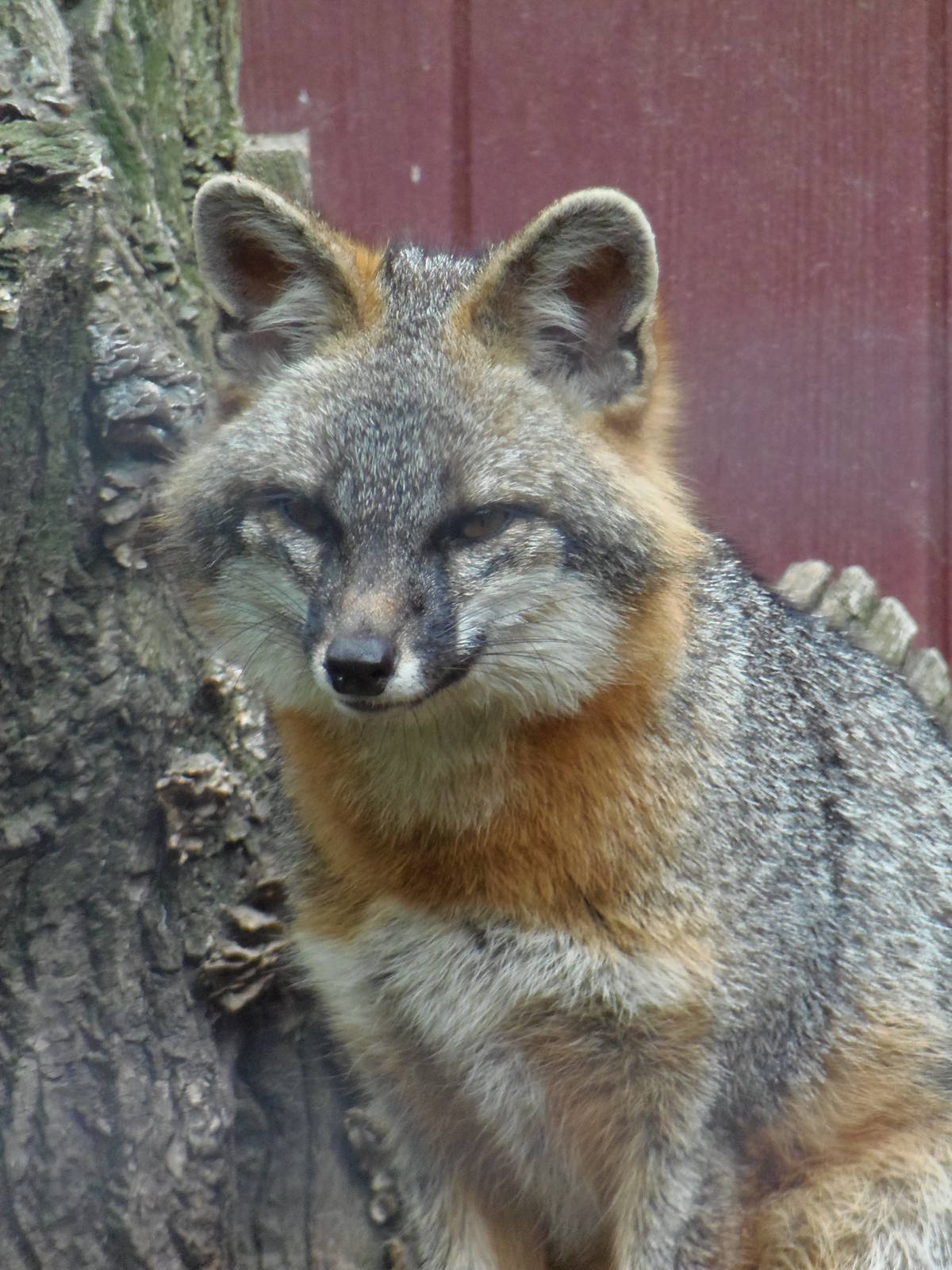 Gray Fox