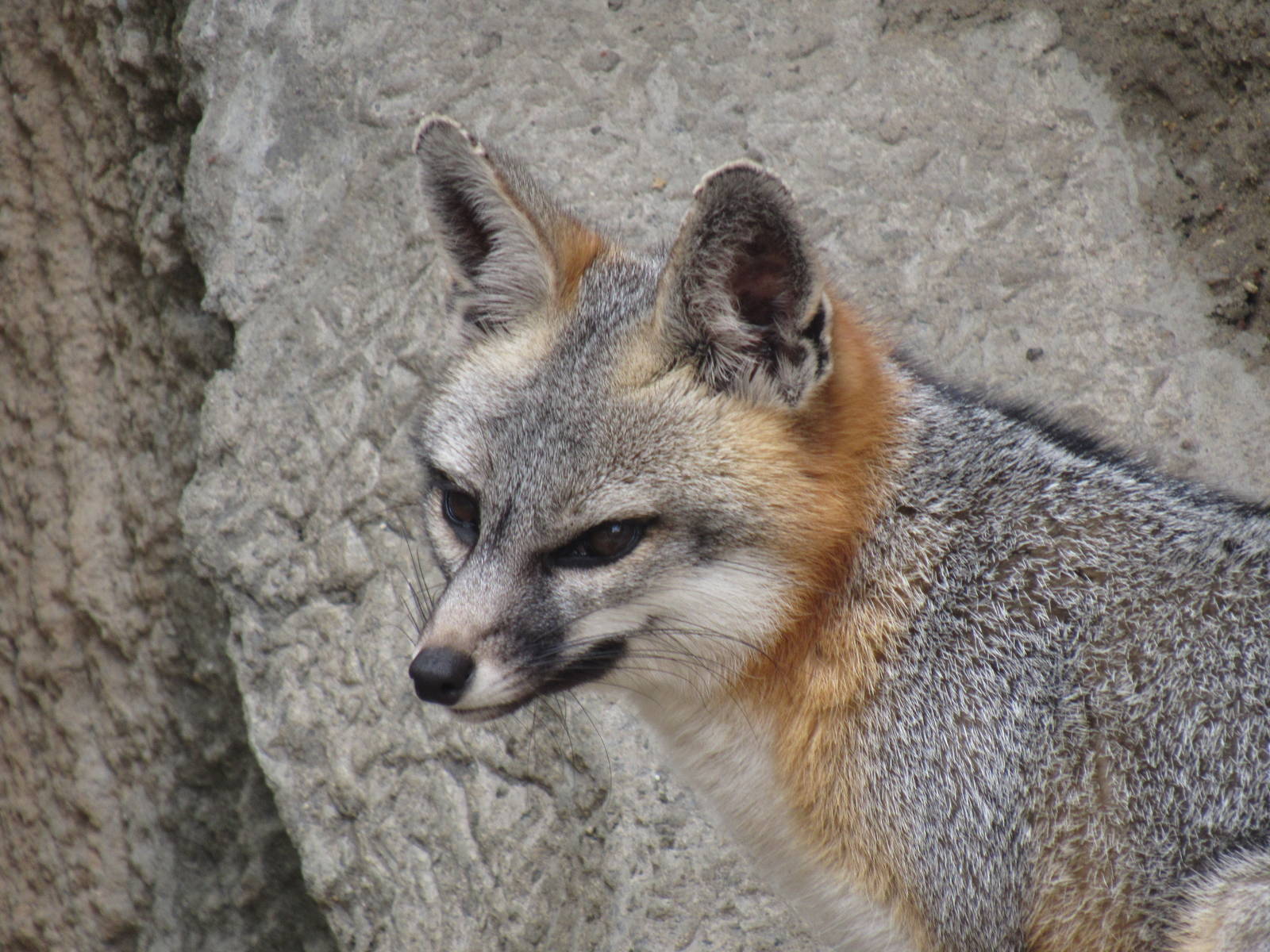 Gray Fox