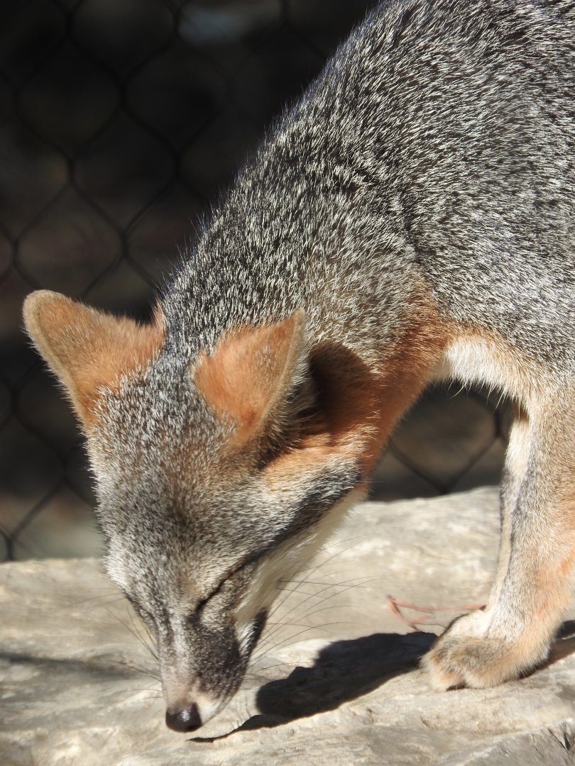 Gray Fox