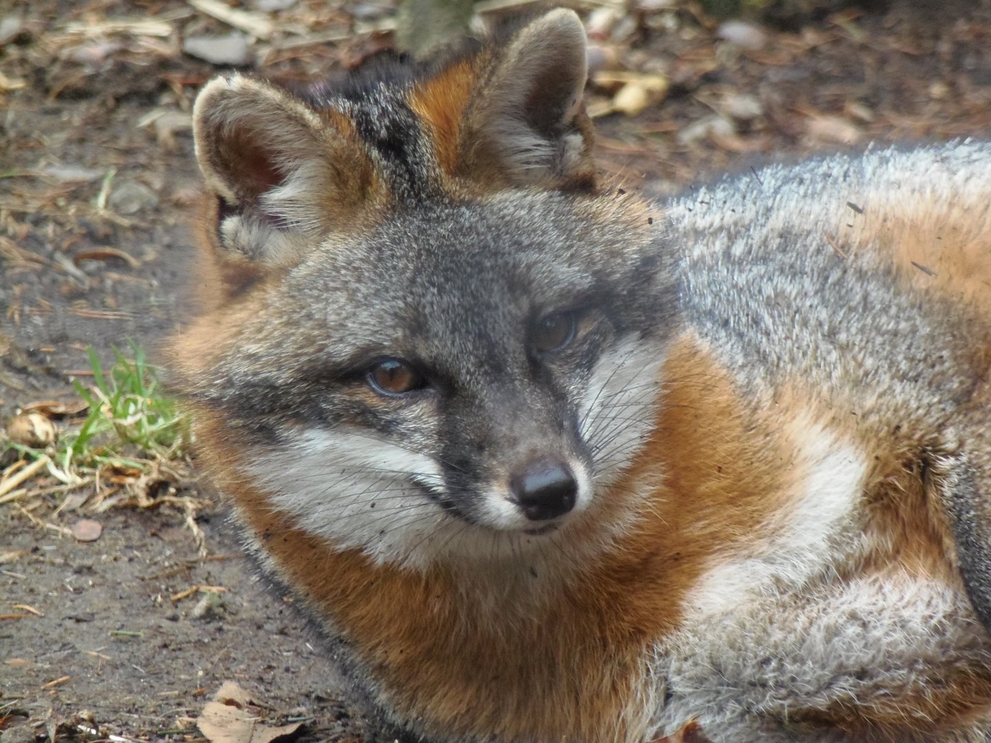 Gray Fox