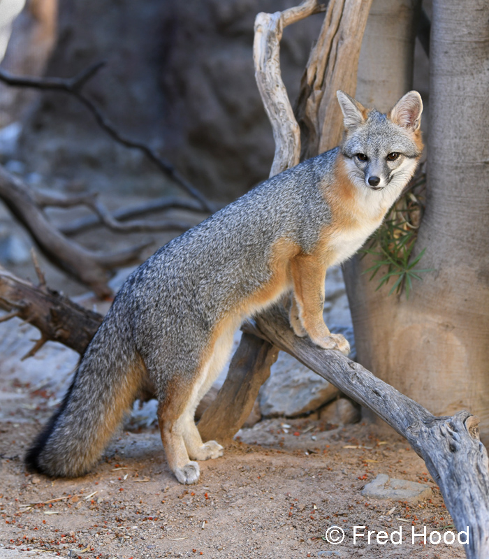 gray fox