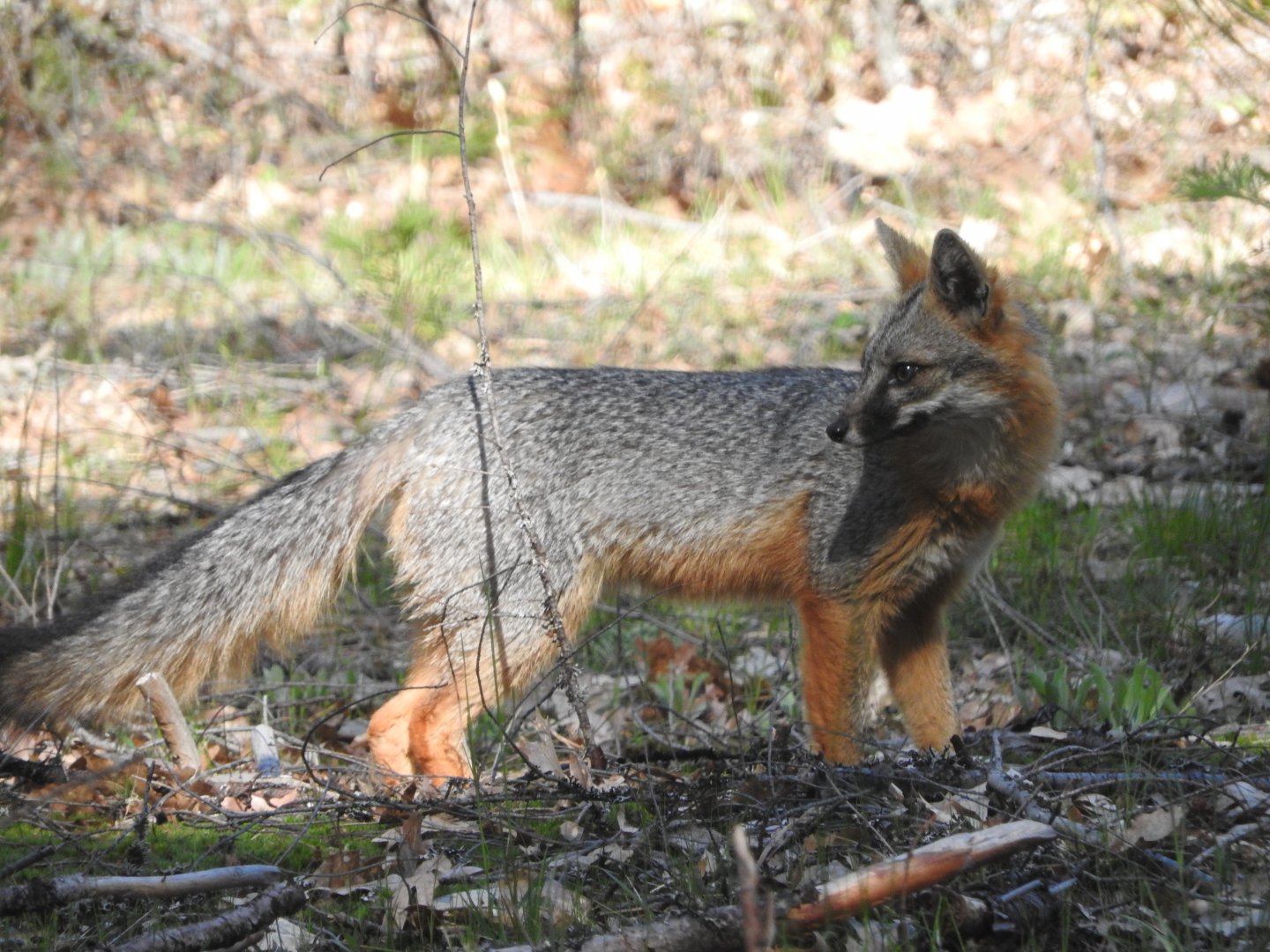 Gray Fox