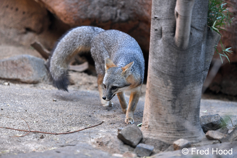 gray fox