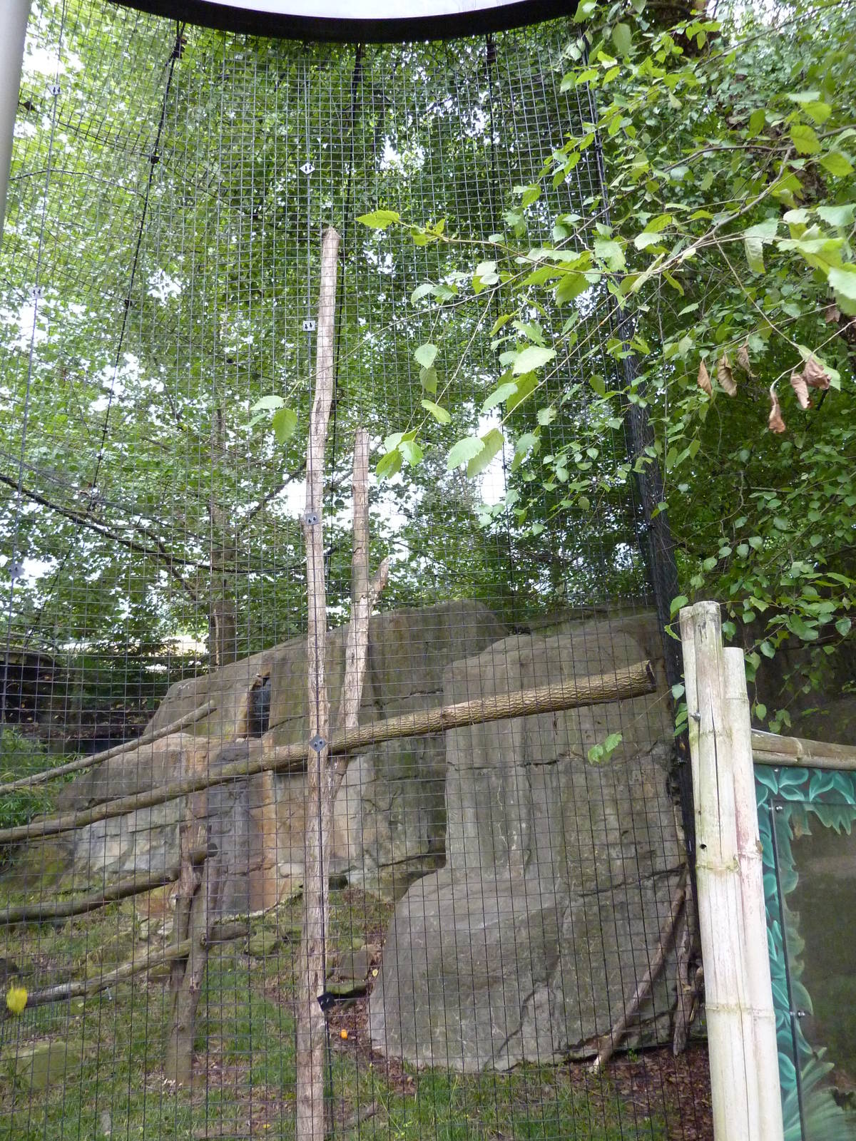 Gray Gibbon Exhibit