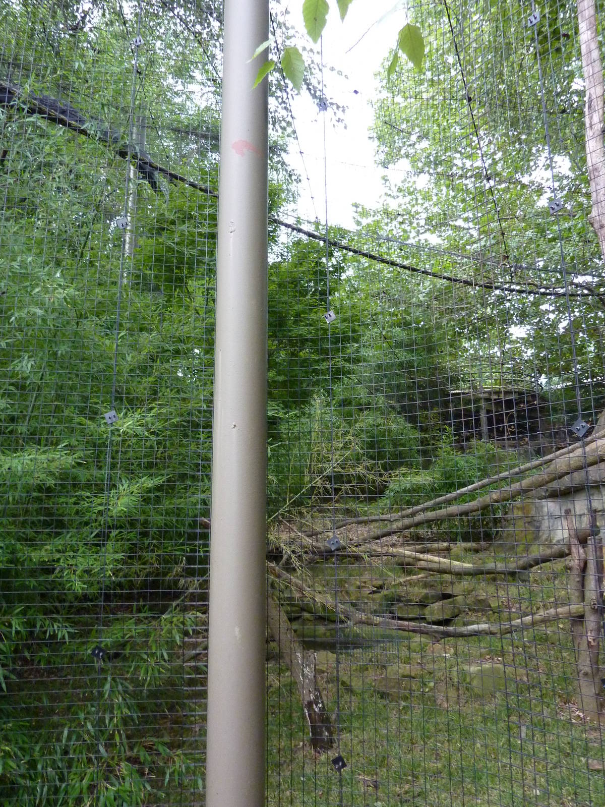 Gray Gibbon Exhibit