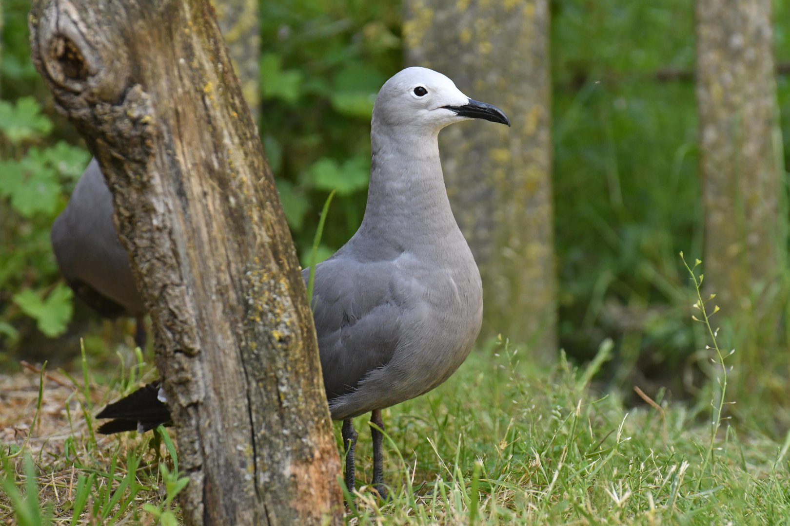 Gray Gull (Leucophaeus modestus)
