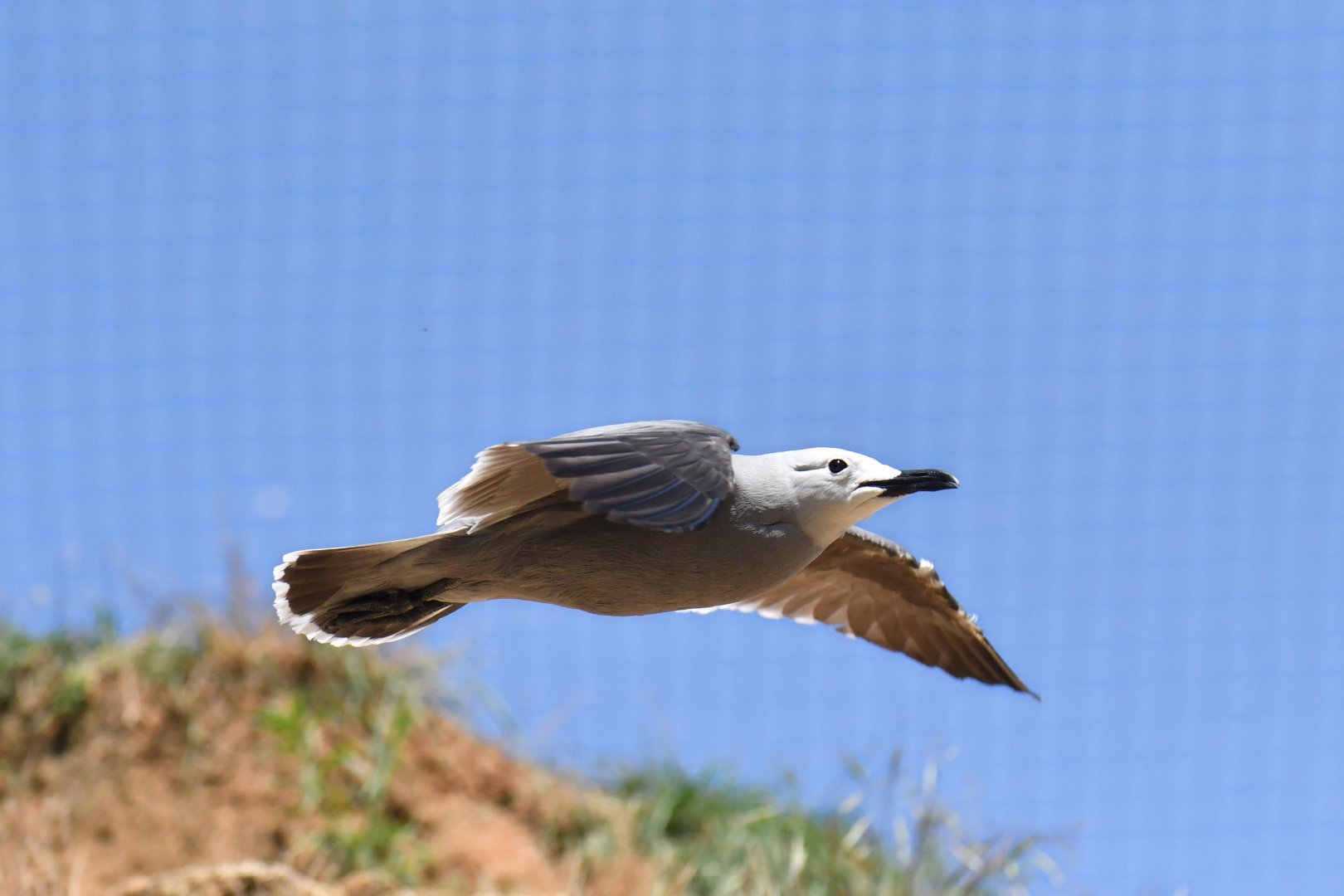 Gray Gull (Leucophaeus modestus)
