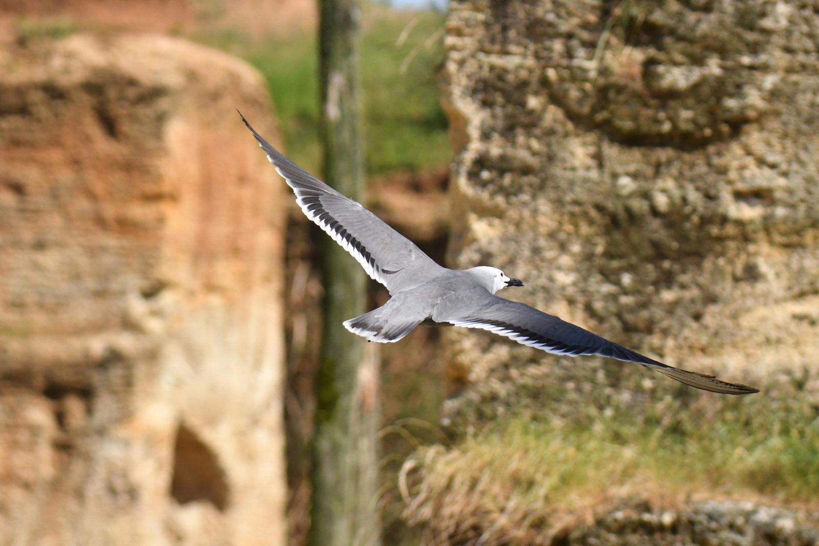 Gray Gull (Leucophaeus modestus)