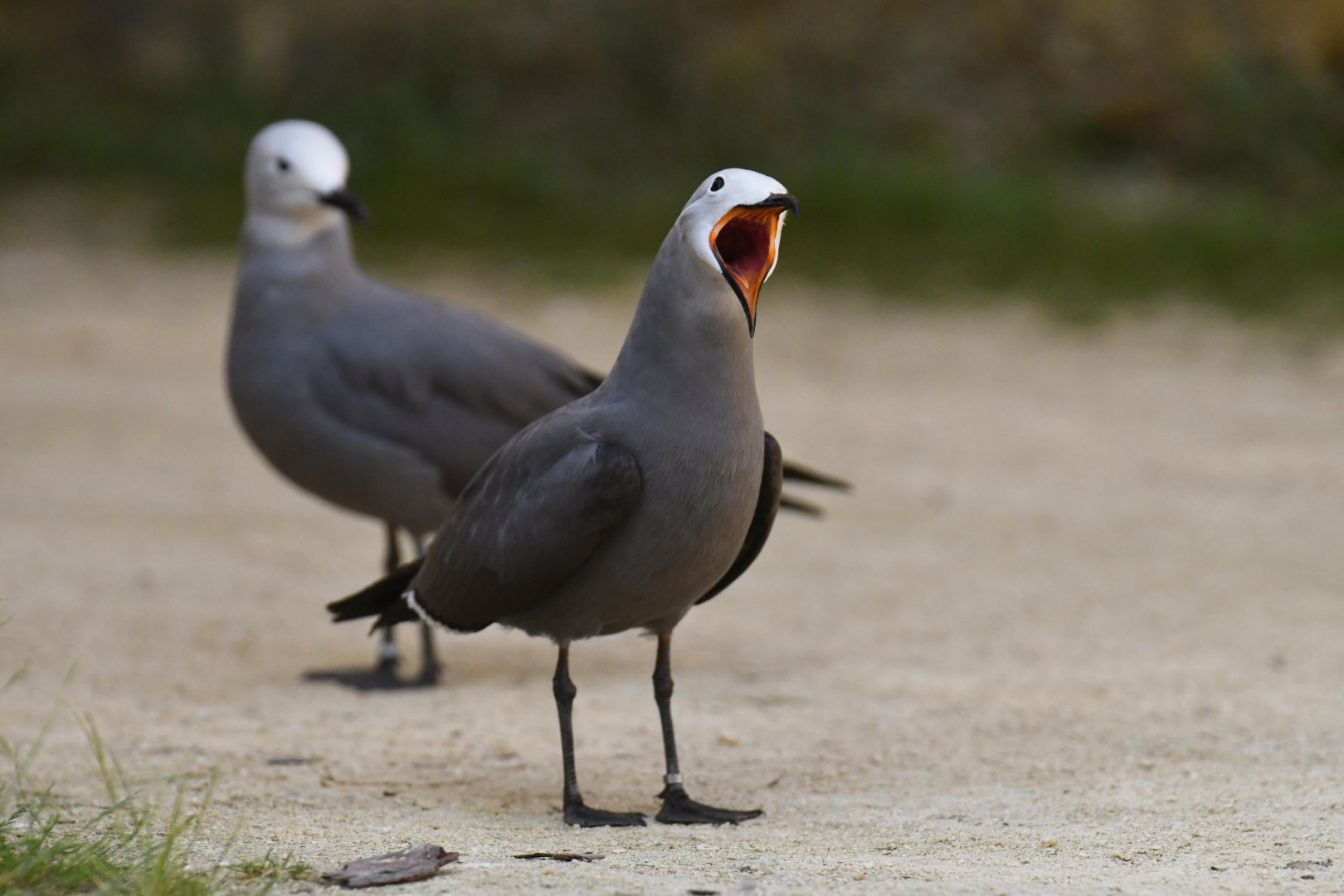 Gray Gull (Leucophaeus modestus)
