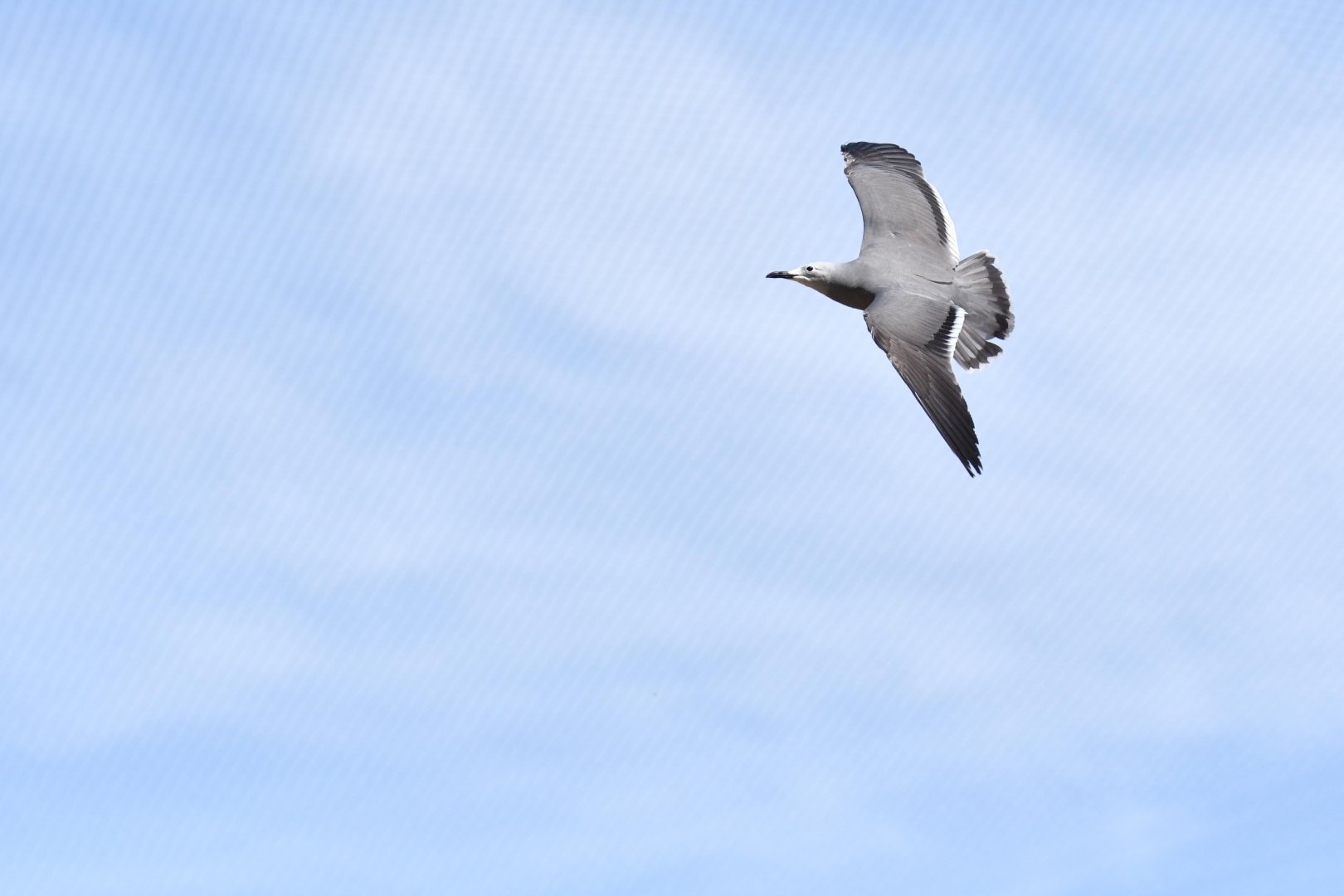 Gray Gull (Leucophaeus modestus)