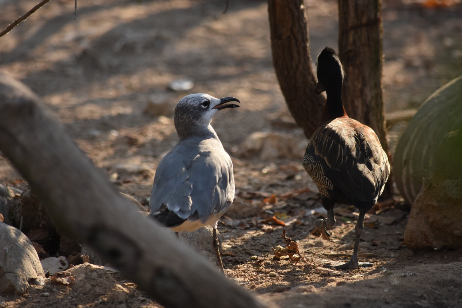Gray Gull (Leucophaeus modestus) (?)