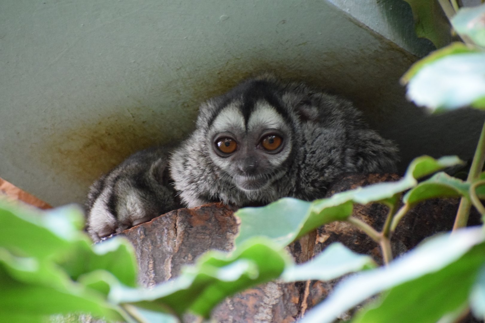 Gray -handed night monkey - Oktober 2021