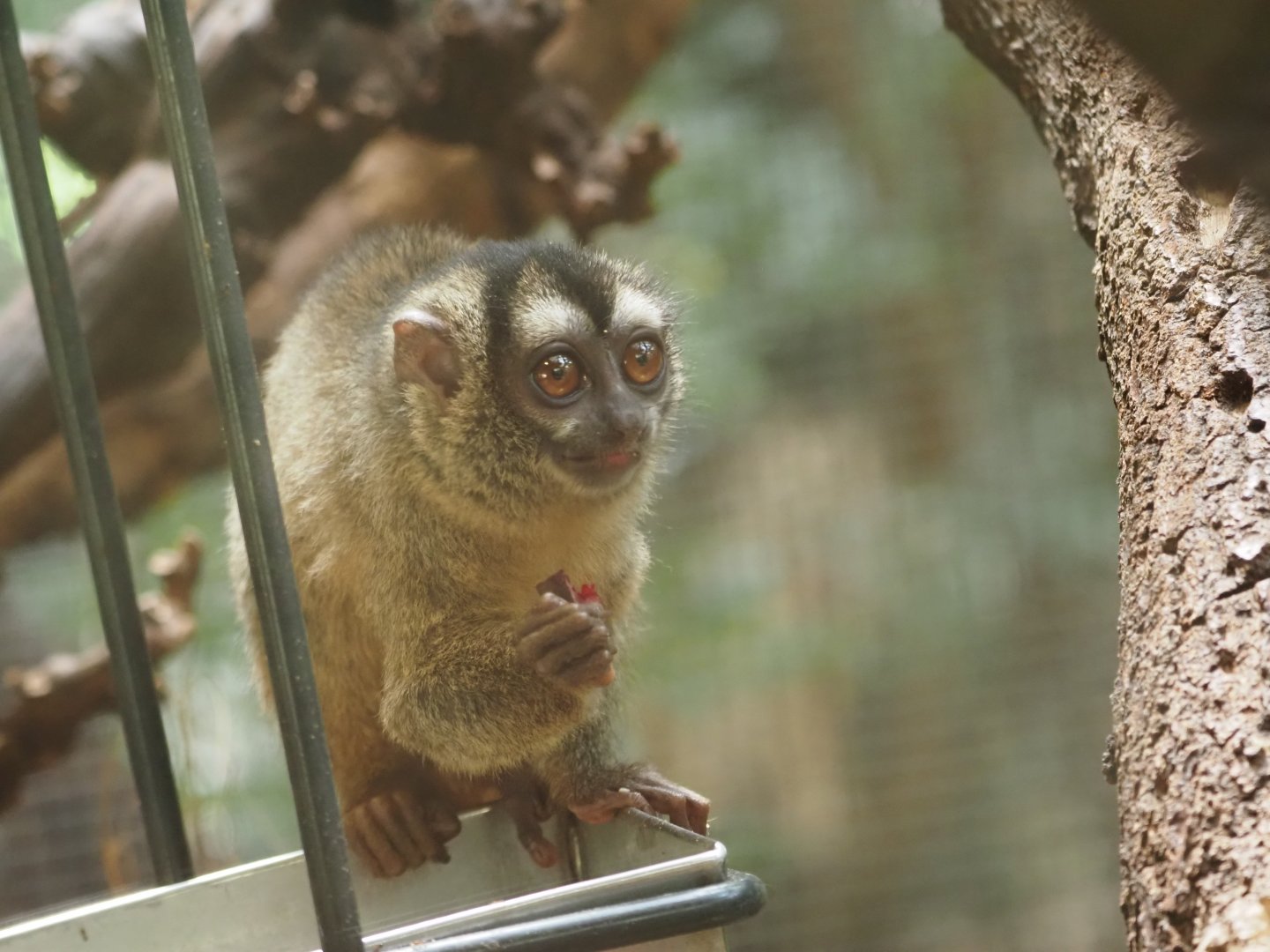 Gray-Handed Night Monkey