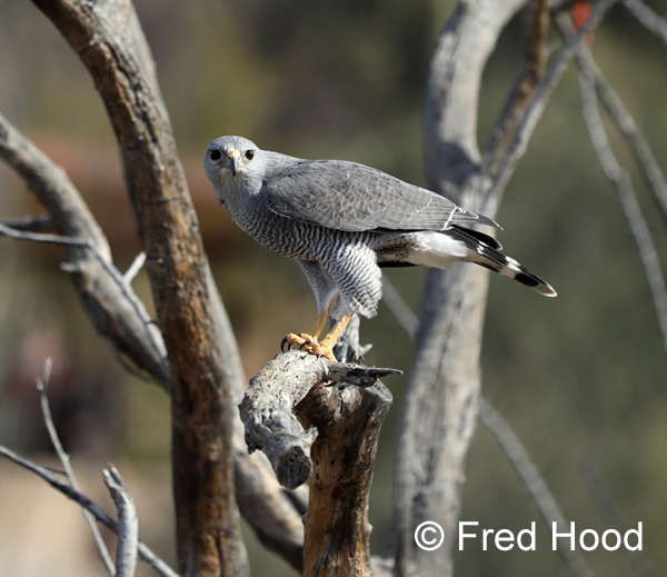 Gray Hawk (Buteo plagiatus)