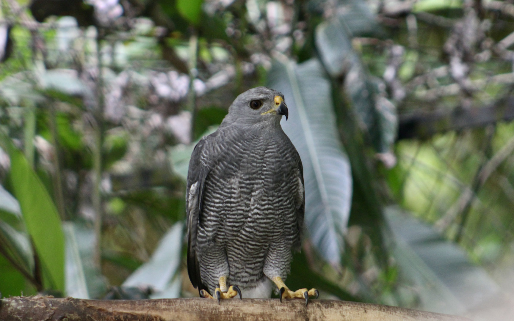 Gray Hawk (Buteo plagiatus)