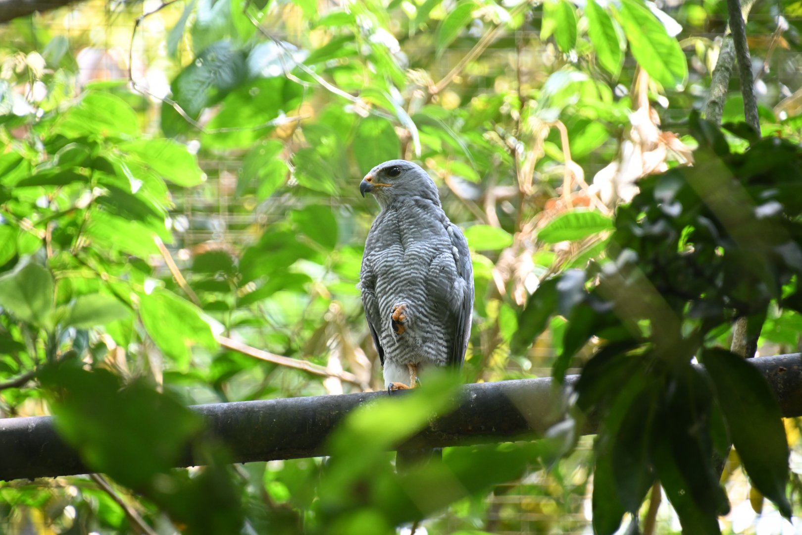 Gray hawk (Buteo plagiatus)