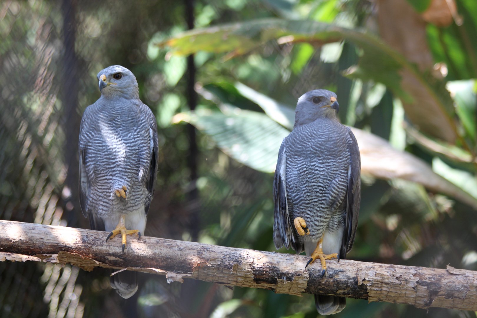 Gray Hawk - Mar 2019