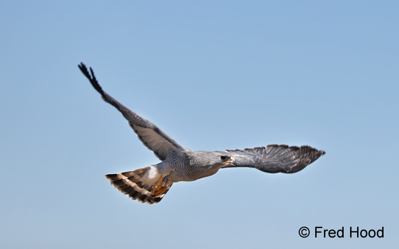 Gray Hawk (Raptor Free Flight Demo)
