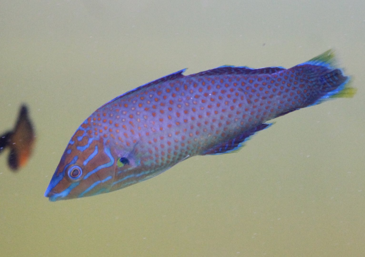 Gray head wrasse - Halichoeres leucurus - male