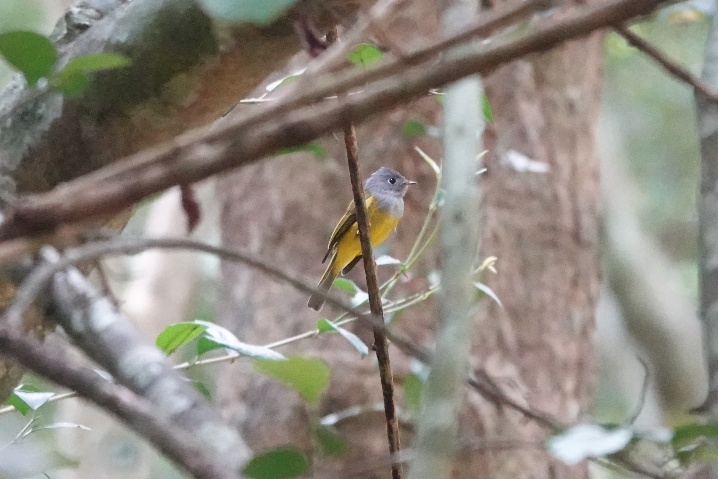 Gray-headed Canary-Flycatcher