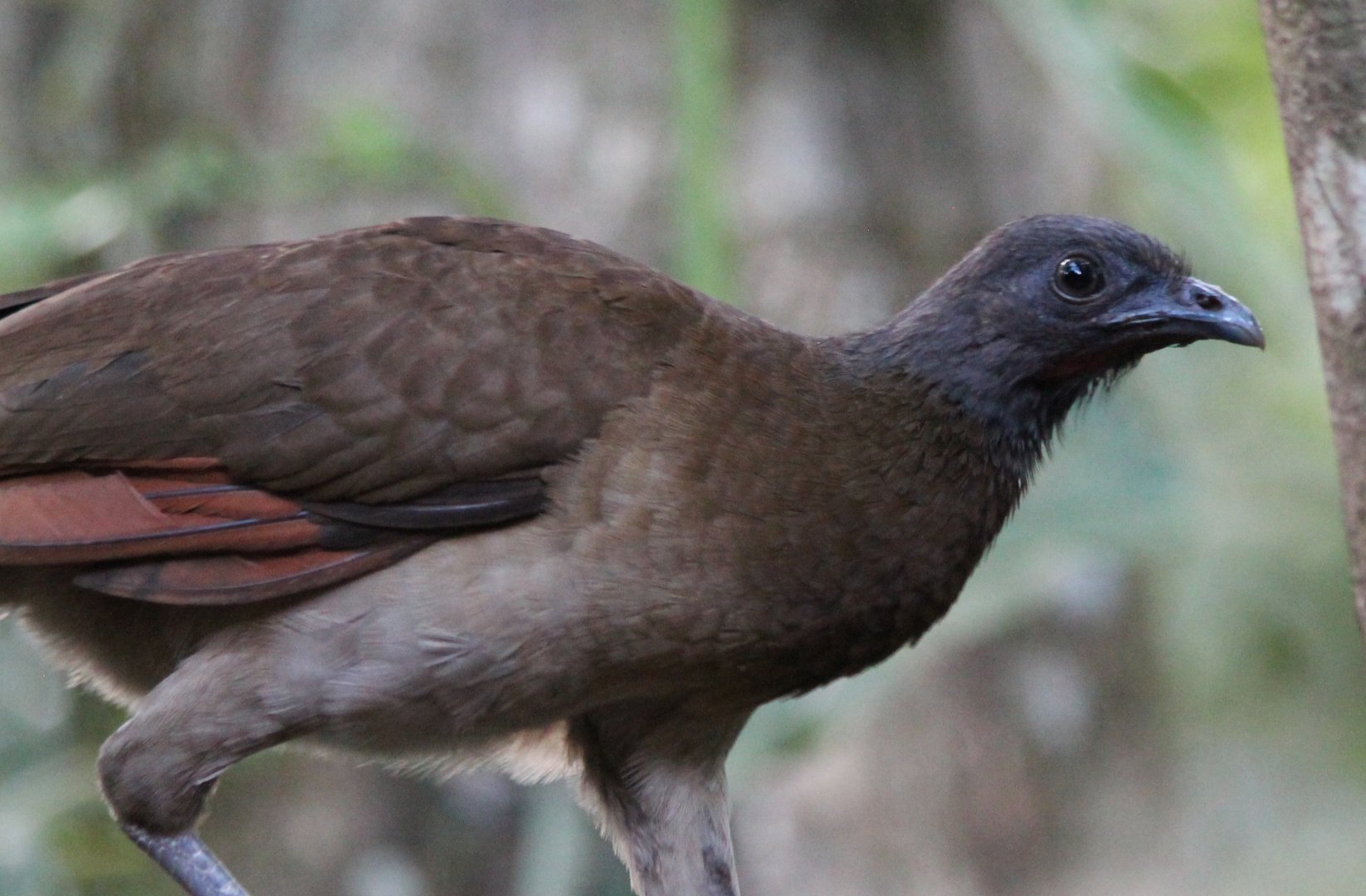 Gray-headed Chachalaca - Mar 2019
