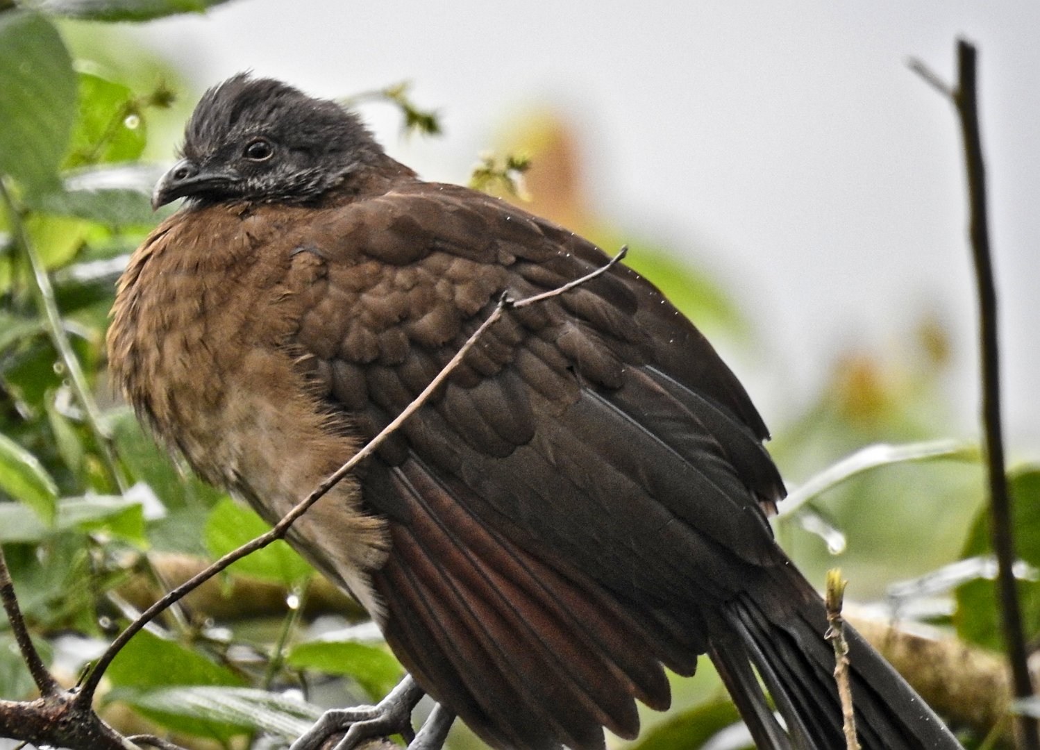 Gray Headed Chachalaca