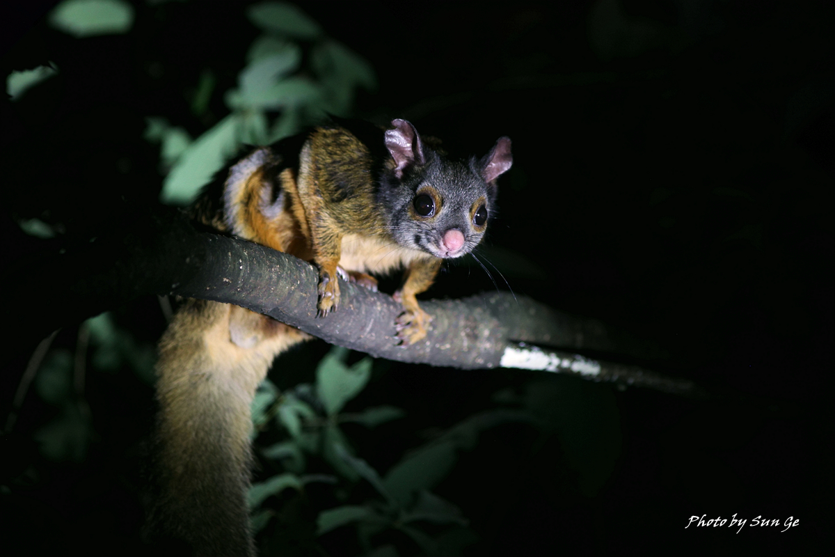 Gray-headed Giant Flying Squirrel (Petaurista caniceps)