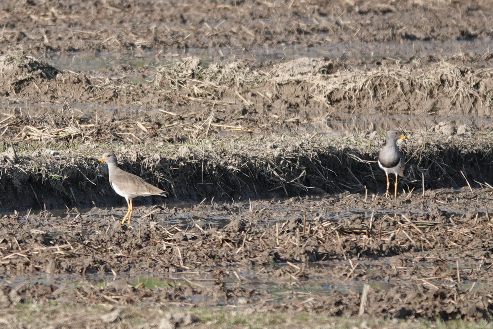 Gray-headed Lapwing