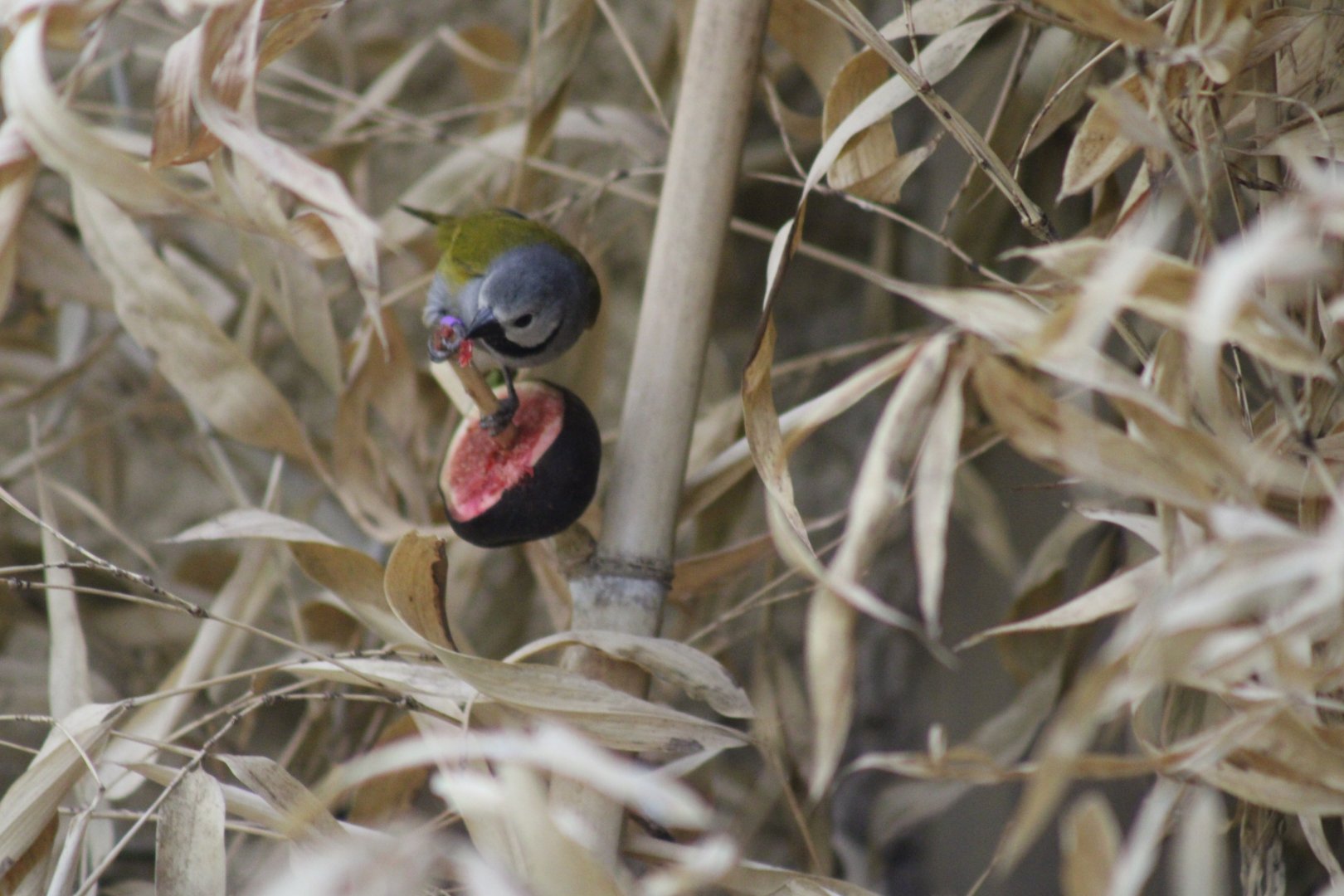 Gray-headed Oliveback