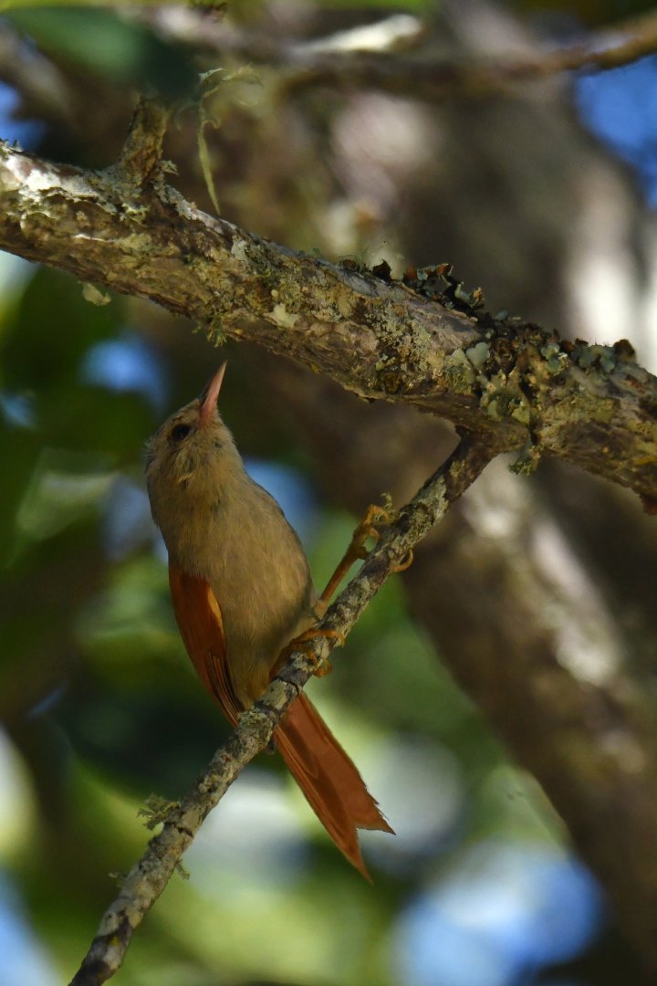 Gray-headed Spinetail Cranioleuca semicinerea