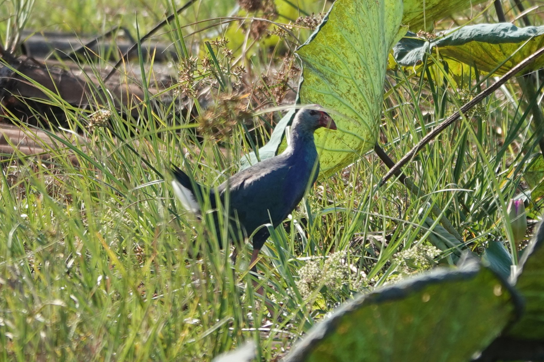 Gray-headed Swamphen